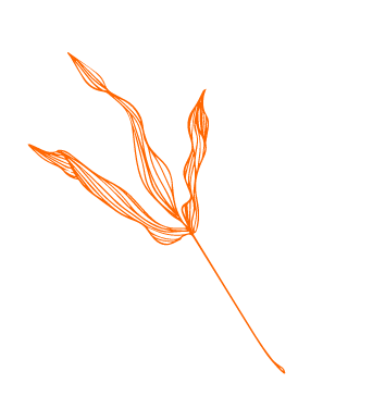 Celesta_rise